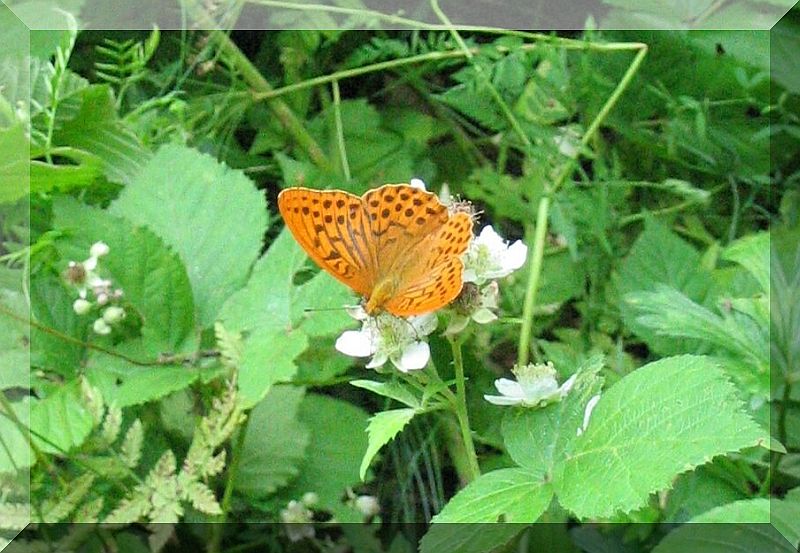 argynnis paphia?